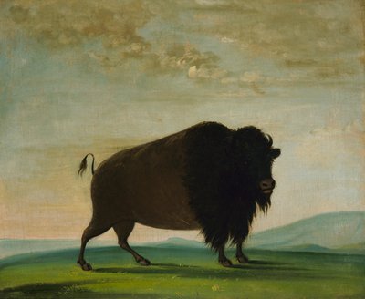 Vaca búfala, pastando en la pradera de George Catlin