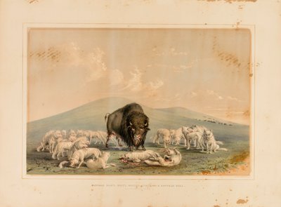 Caza de búfalos, lobos blancos atacando a un toro búfalo--no. 10 de George Catlin