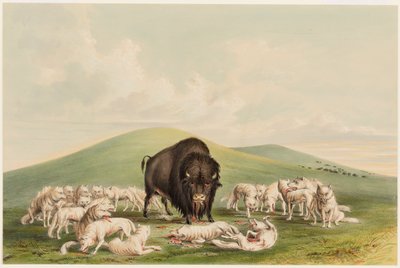 Caza de búfalos, lobos blancos atacando a un toro de búfalo de George Catlin