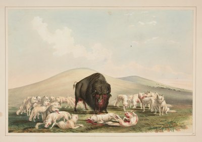 Caza de búfalos, lobos blancos atacando a un toro búfalo, pl. 10 de la cartera de indios norteamericanos de George Catlin