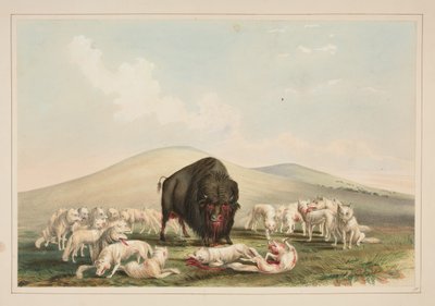 Caza de búfalos, lobos blancos atacando a un toro búfalo, lámina 10 del Portafolio de los indios norteamericanos de George Catlin