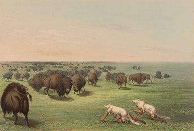 Caza de búfalos, con piel de lobo, pl. 13 de la cartera de indios norteamericanos de George Catlin