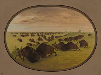 Toros luchando, 1861-1869 de George Catlin
