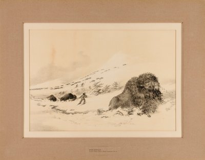 Búfalo moribundo--no. 17 de George Catlin