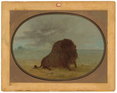Búfalo Moribundo de George Catlin