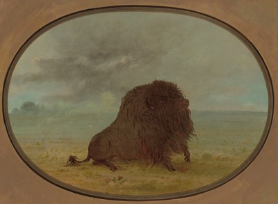 Búfalo moribundo, 1861-1869 de George Catlin