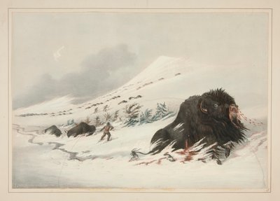Buffalo Bull moribundo, en Snow Drift, pl. 17 de la cartera de indios norteamericanos de George Catlin