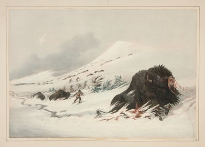 Bisonte macho moribundo en un ventisquero, lámina 17 del Portafolio de los Indios norteamericanos de George Catlin