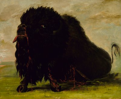 Búfalo moribundo, herido con una flecha, 1832-1833 de George Catlin