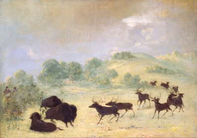 El alce y el búfalo se conocen, Texas de George Catlin