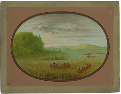 Recolección de arroz silvestre - Winnebago de George Catlin