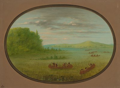 Recolección de arroz silvestre - Winnebago de George Catlin