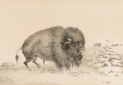 Búfalo gravemente herido--no. 16 de George Catlin