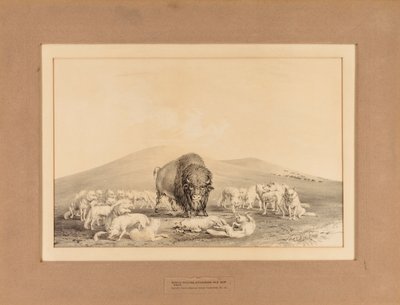 Los lobos blancos atacan al viejo búfalo--no. 10 de George Catlin