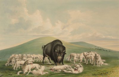 Lobos blancos atacando a un bisonte macho de George Catlin