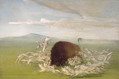 Lobos blancos atacando a un toro búfalo, 1832-1833 de George Catlin