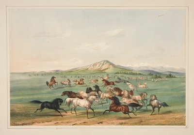 Caballos salvajes jugando, pl. 3 de la cartera de indios norteamericanos de George Catlin