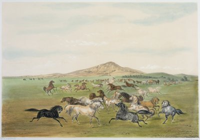 Caballos salvajes jugando (litografía en color) de George Catlin