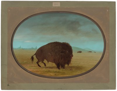 Búfalo herido de George Catlin