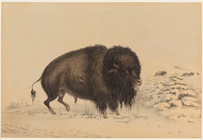 de George Catlin