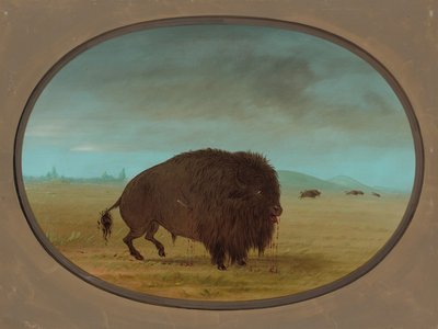 Toro búfalo herido, 1861-1869 de George Catlin