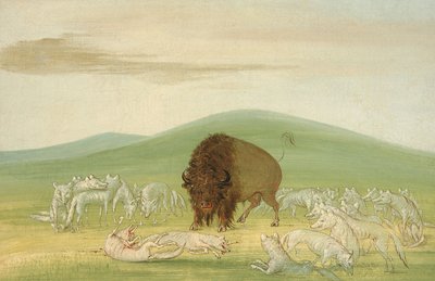 Búfalo Herido Rodeado por Lobos Blancos, 1832-1833 de George Catlin
