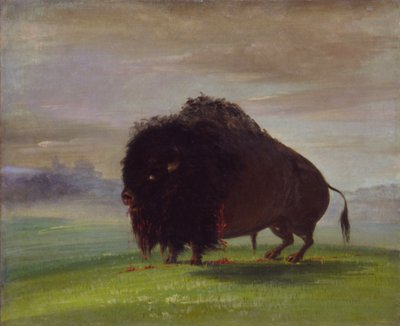 Búfalo herido, derramando su sangre por las praderas de George Catlin