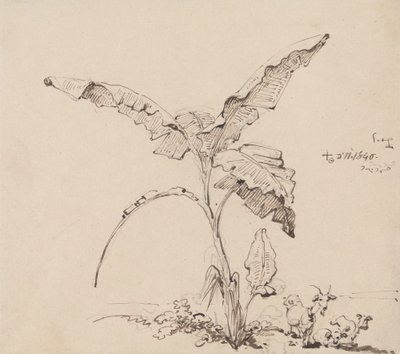 Cabras bajo un platanero de George Chinnery