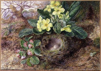 Naturaleza muerta con prímulas y nido de pájaros de George Clare