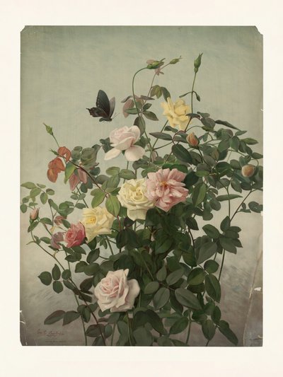 Rosas de George Cochran Lambdin