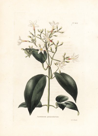 Jazmín (Jasminum paniculatum) - Litografía de George Cooke, para la revista británica Conrad Loddiges Botanical Cabinet (1738-1826) de George Cooke