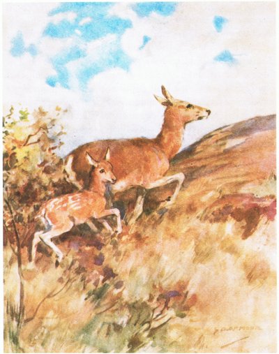 Tawny se dio la vuelta y huyó, instando a Rusty a seguirla (litografía en color) de George Denholm Armour