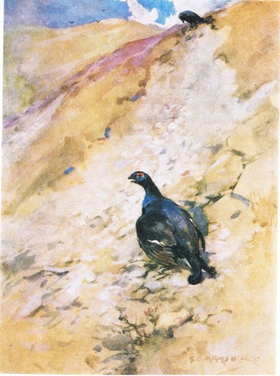 El gallito negro ha disfrutado mucho de su baño, esponjando sus plumas y agitando sus alas (litografía en color) de George Denholm Armour