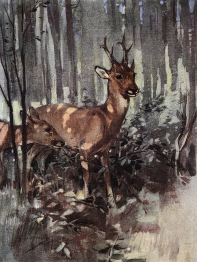 Los corzos se mantienen en el bosque (litografía en color) de George Denholm Armour