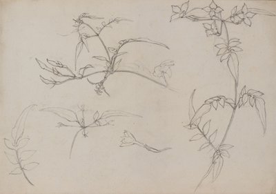 Dibujo botánico de George Dutch Davidson