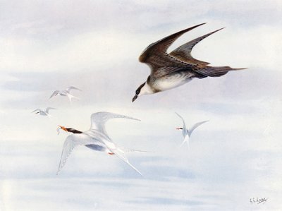 Arctic-tern perseguido por Arctic-skua (litografía en color) de George Edward (after) Lodge