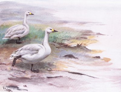El cisne de Bewick (litografía) de George Edward Lodge