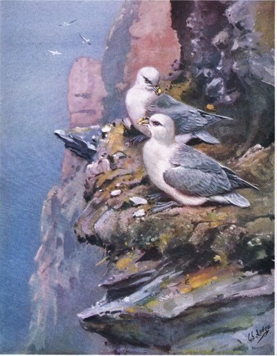 Fulmares (litho) de George Edward Lodge