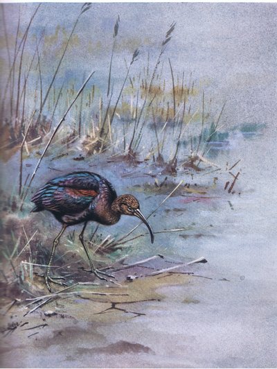 Ibis brillante (litografía) de George Edward Lodge