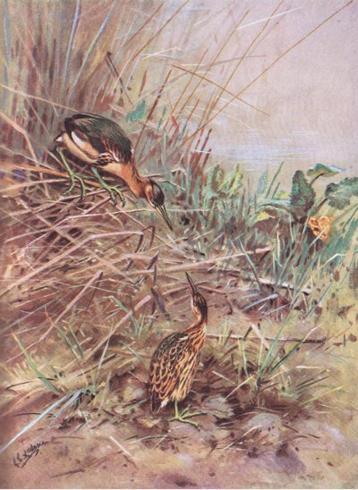 Avetorillo común (litografía) de George Edward Lodge