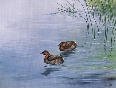 Zampullín chico (litografía) de George Edward Lodge