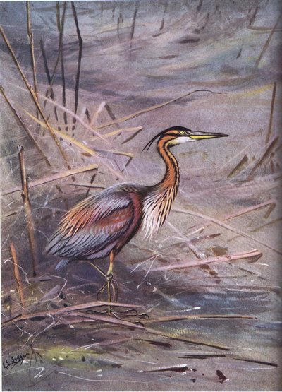 Garza imperial (litografía) de George Edward Lodge