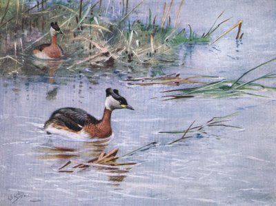 Zampullín cuellirrojo (litografía) de George Edward Lodge