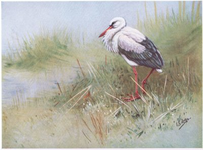 Cigüeña blanca (litografía) de George Edward Lodge