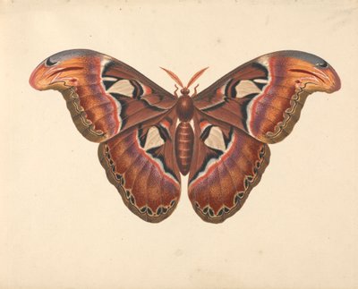 Polilla del Atlas de George Edwards