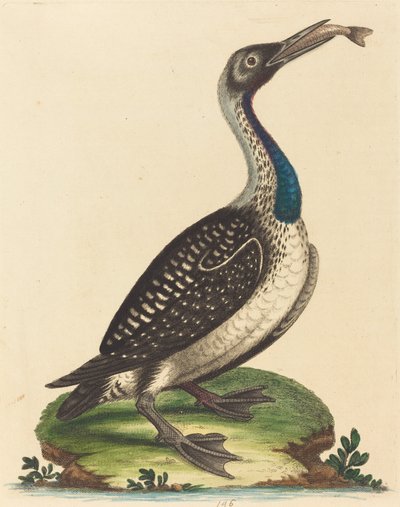 Aves acuáticas blancas y negras con garganta azul de George Edwards