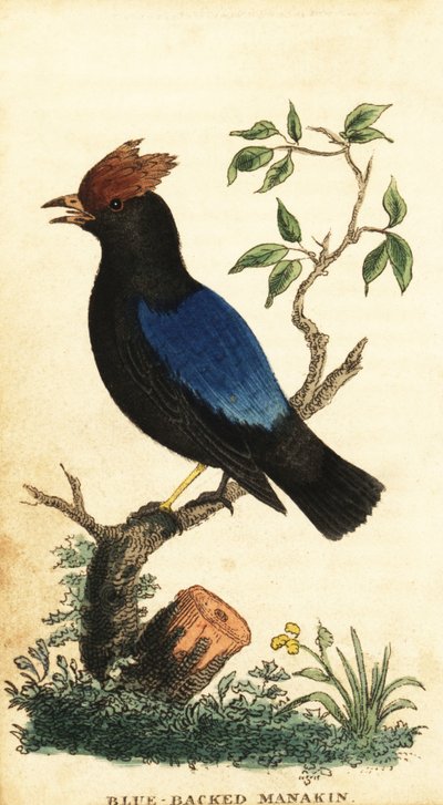 Manakin de espalda azul, Chiroxiphia pareola.,1800 (grabado) de George Edwards