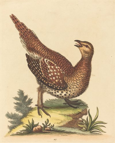 Pájaro marrón moteado de George Edwards