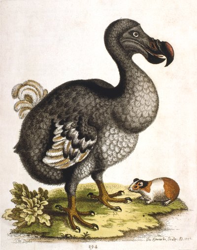 Dodo y conejillo de indias de George Edwards