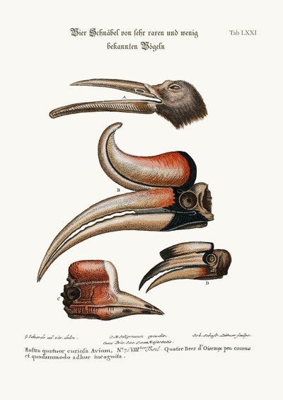 Cuatro picos curiosos de aves poco conocidas (1749-73) de George Edwards